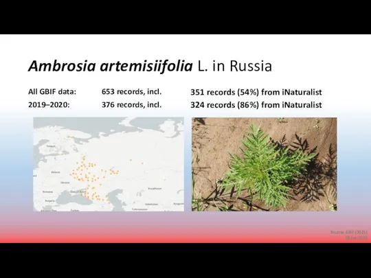 Ambrosia artemisiifolia L. in Russia All GBIF data: 653 records,