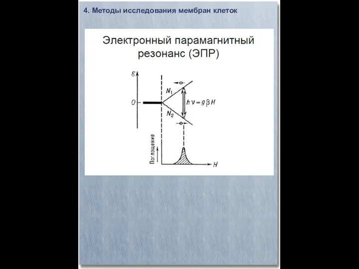 4. Методы исследования мембран клеток