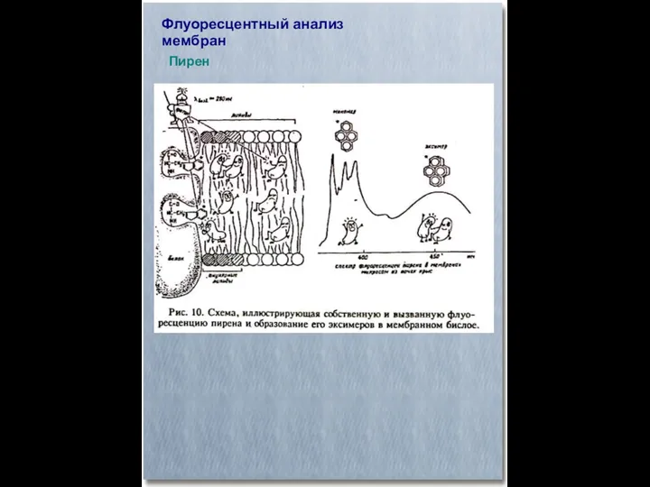 Флуоресцентный анализ мембран Пирен