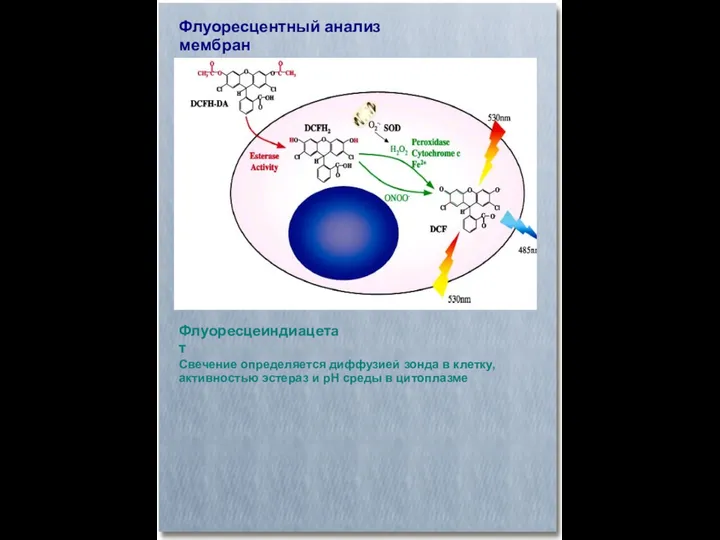 Флуоресцентный анализ мембран Флуоресцеиндиацетат Свечение определяется диффузией зонда в клетку,