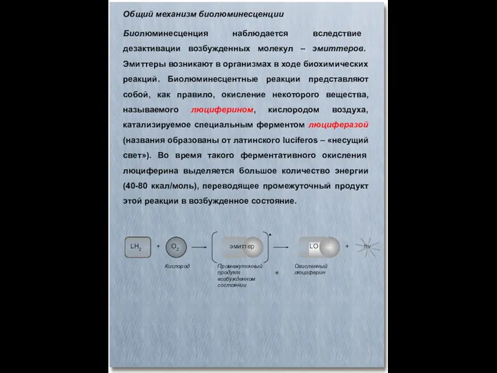 Биолюминесценция наблюдается вследствие дезактивации возбужденных молекул – эмиттеров. Эмиттеры возникают