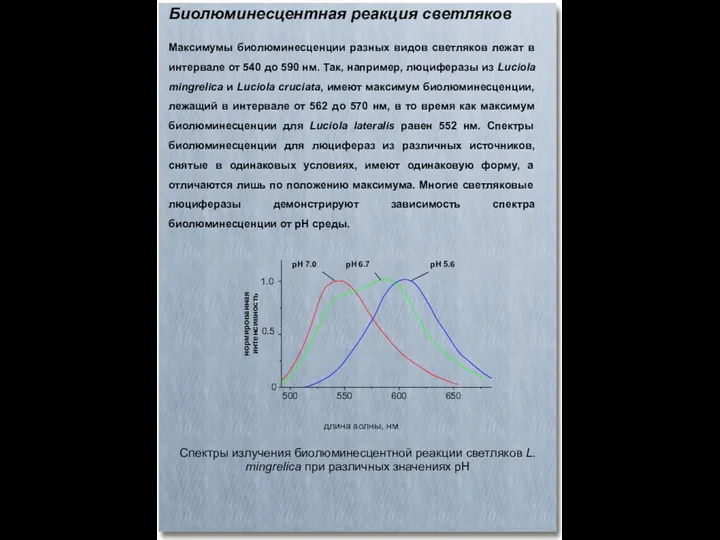 Биолюминесцентная реакция светляков Максимумы биолюминесценции разных видов светляков лежат в