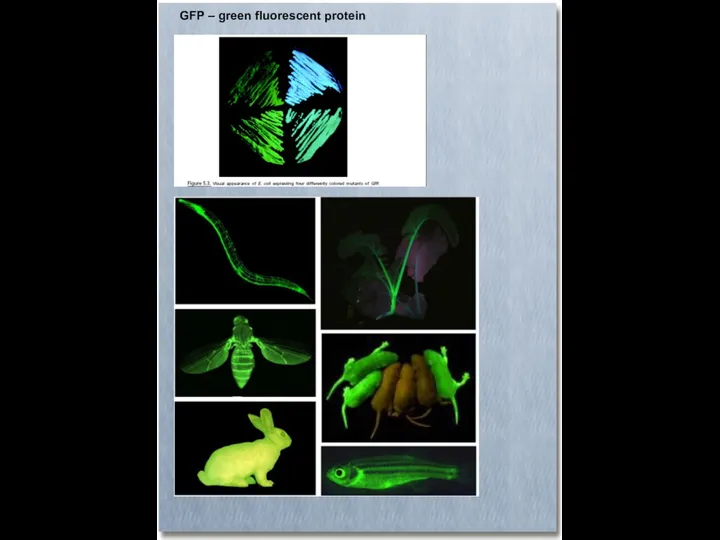 GFP – green fluorescent protein