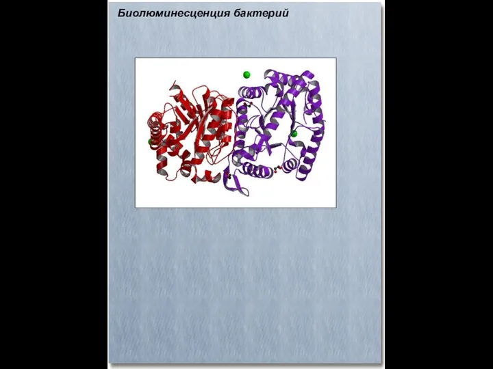 Биолюминесценция бактерий