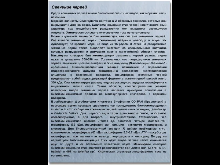 Свечение червей Среди кольчатых червей много биолюминесцентных видов, как морских,