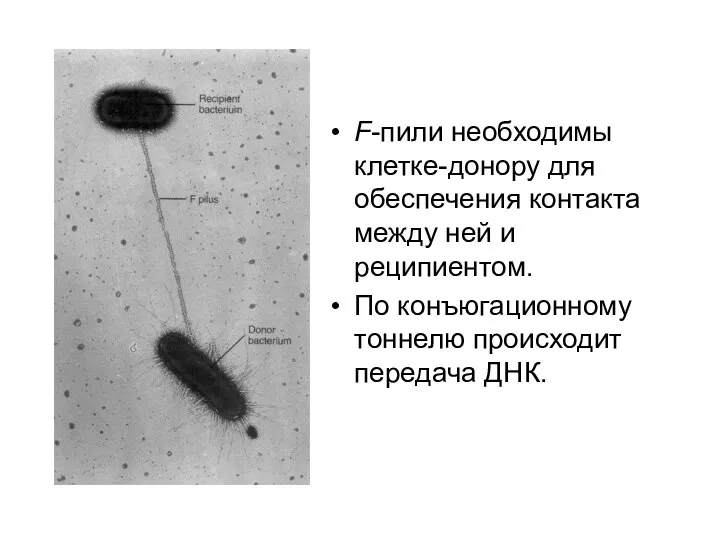 F-пили необходимы клетке-донору для обеспечения контакта между ней и реципиентом. По конъюгационному тоннелю происходит передача ДНК.