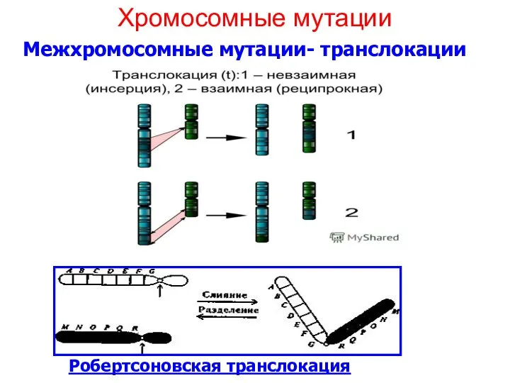 Хромосомные мутации Межхромосомные мутации- транслокации Робертсоновская транслокация