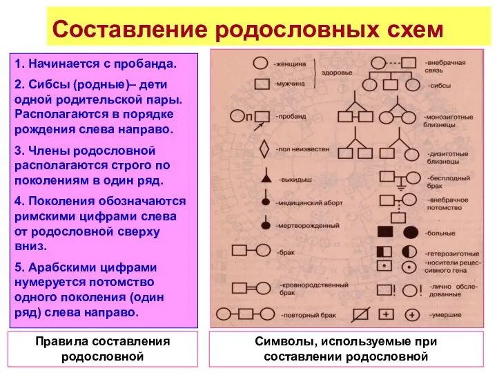 Составление родословных схем 1. Начинается с пробанда. 2. Сибсы (родные)– дети одной родительской