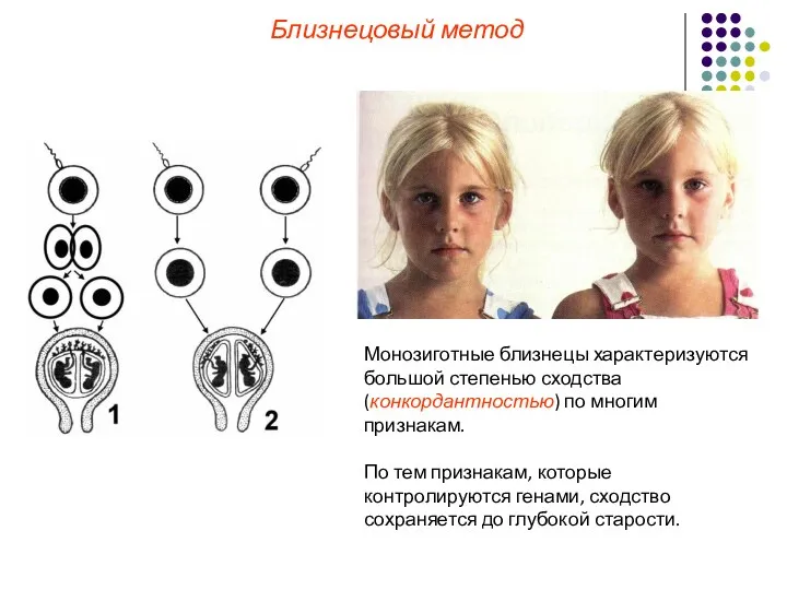 Близнецовый метод Монозиготные близнецы характеризуются большой степенью сходства (конкордантностью) по многим признакам. По