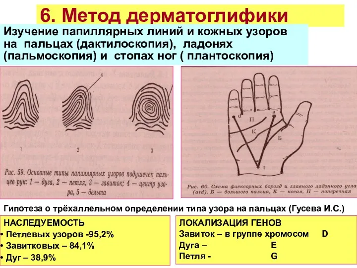 6. Метод дерматоглифики Изучение папиллярных линий и кожных узоров на пальцах (дактилоскопия), ладонях
