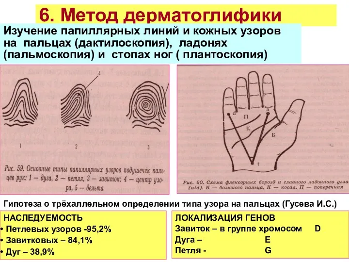 6. Метод дерматоглифики Изучение папиллярных линий и кожных узоров на