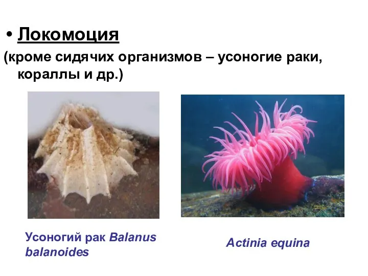 Локомоция (кроме сидячих организмов – усоногие раки, кораллы и др.) Усоногий рак Balanus balanoides Actinia equina