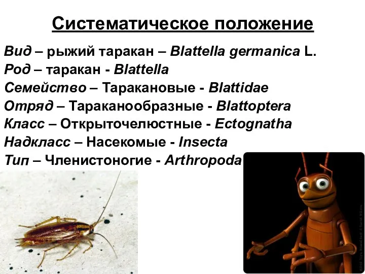 Систематическое положение Вид – рыжий таракан – Blattella germanica L.