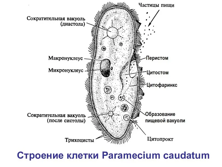 Строение клетки Paramecium caudatum