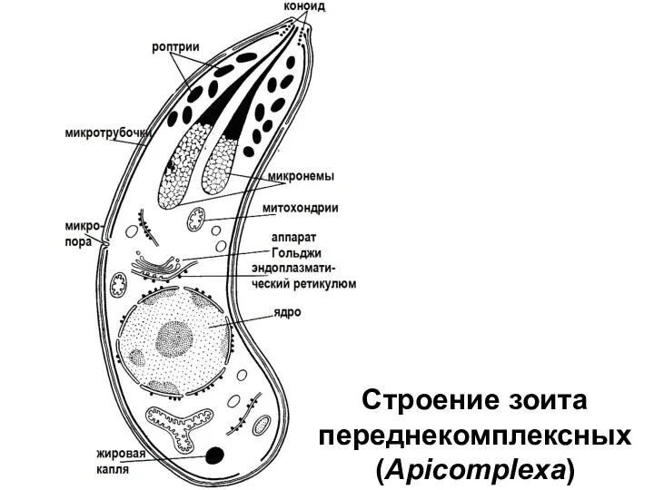 Строение зоита переднекомплексных (Apicomplexa)