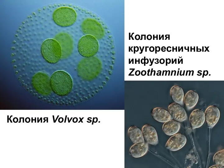 Колония Volvox sp. Колония кругоресничных инфузорий Zoothamnium sp.