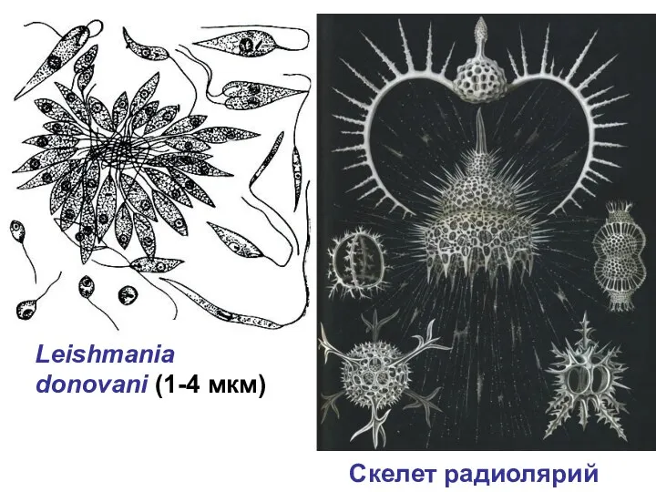 Leishmania donovani (1-4 мкм) Скелет радиолярий