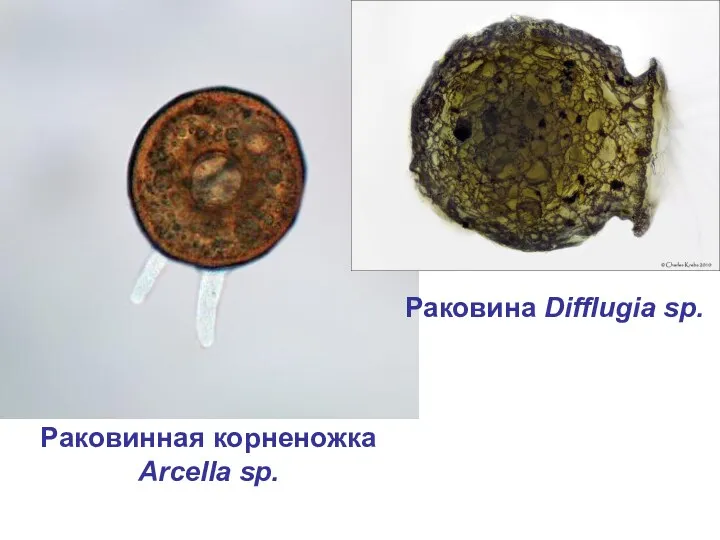 Раковинная корненожка Arcella sp. Раковина Difflugia sp.