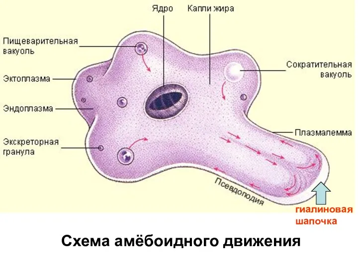 Схема амёбоидного движения гиалиновая шапочка