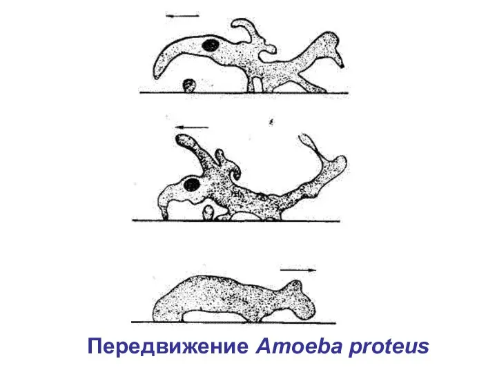 Передвижение Amoeba proteus