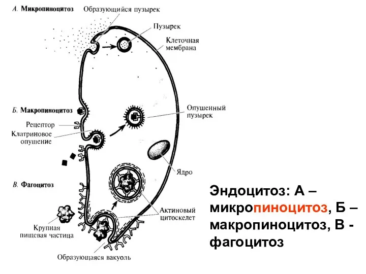 Эндоцитоз: А – микропиноцитоз, Б – макропиноцитоз, В - фагоцитоз