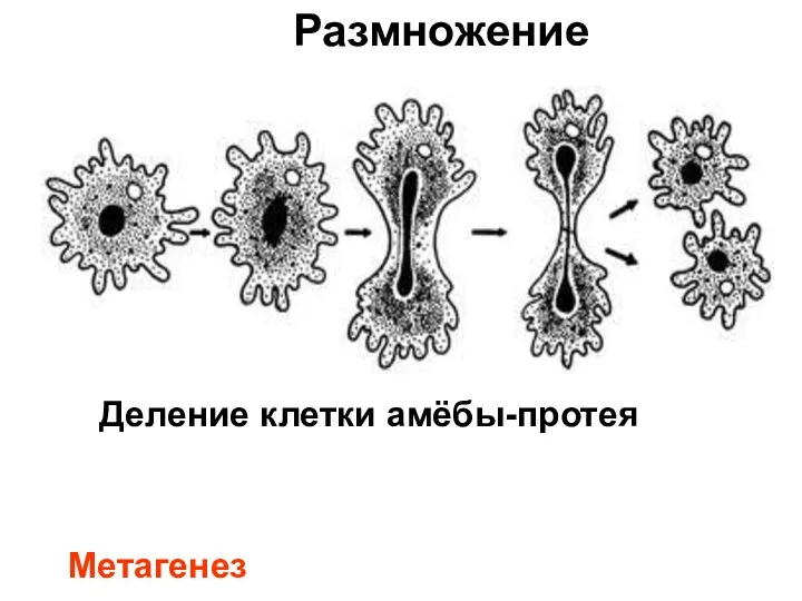 Деление клетки амёбы-протея Размножение Метагенез