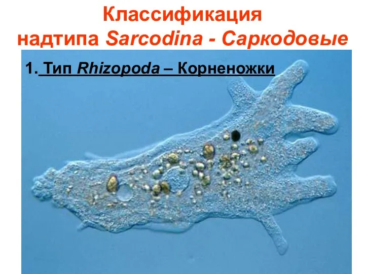 Классификация надтипа Sarcodina - Саркодовые 1. Тип Rhizopoda – Корненожки