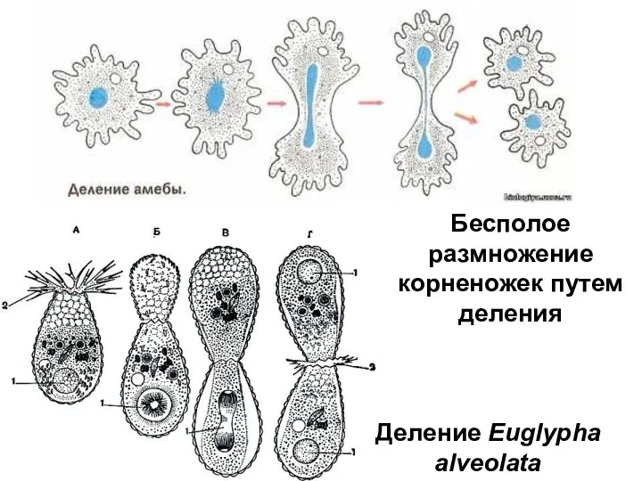Бесполое размножение корненожек путем деления Деление Euglypha alveolata