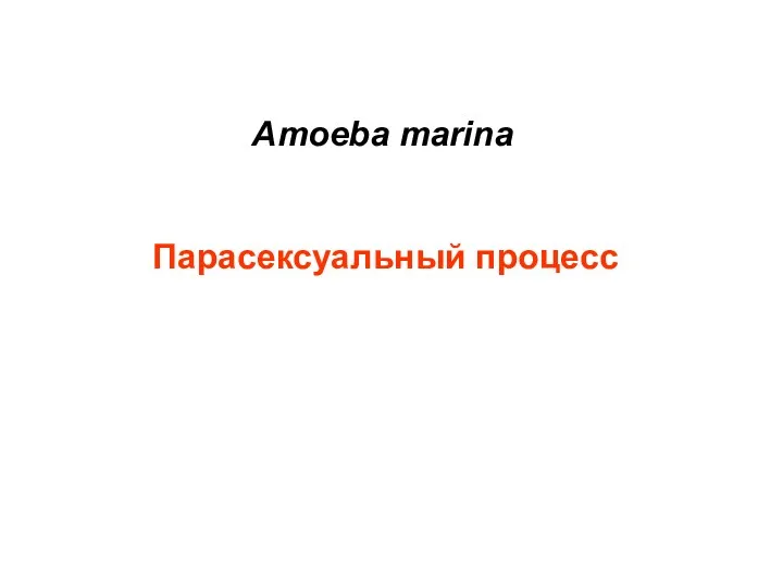 Amoeba marina Парасексуальный процесс