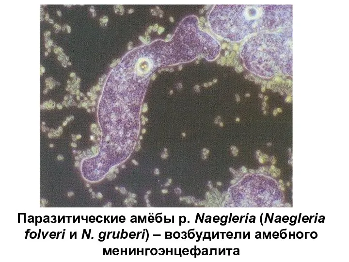 Паразитические амёбы р. Naegleria (Naegleria folveri и N. gruberi) – возбудители амебного менингоэнцефалита