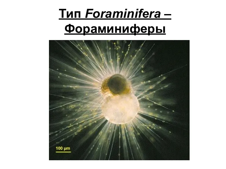 Тип Foraminifera – Фораминиферы
