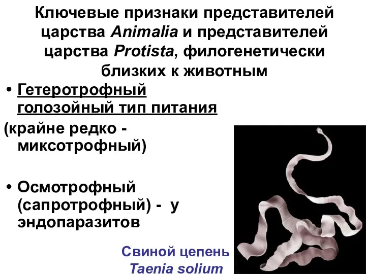 Ключевые признаки представителей царства Animalia и представителей царства Protista, филогенетически