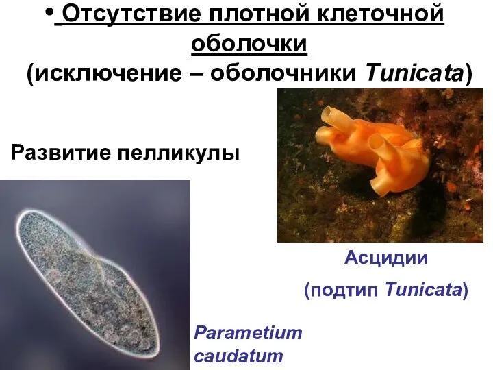 Отсутствие плотной клеточной оболочки (исключение – оболочники Tunicata) Развитие пелликулы Асцидии (подтип Tunicata) Parametium caudatum