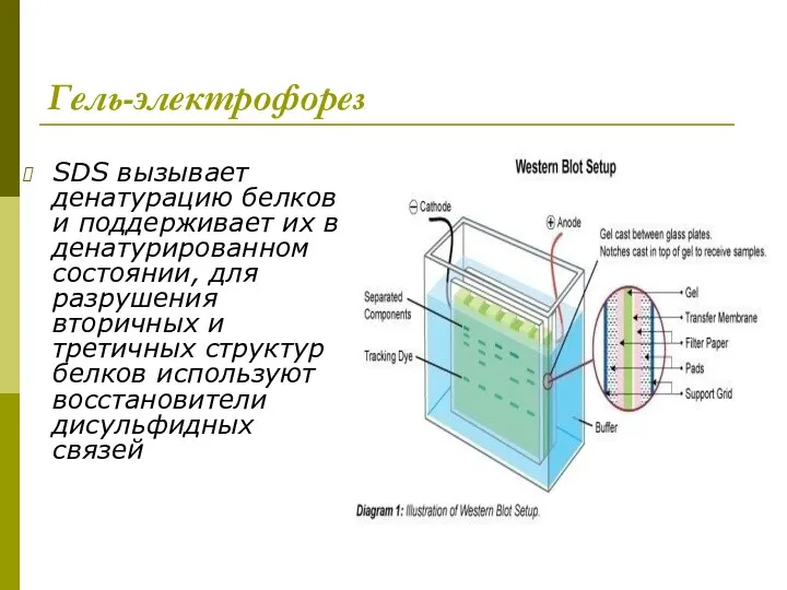 Гель-электрофорез SDS вызывает денатурацию белков и поддерживает их в денатурированном