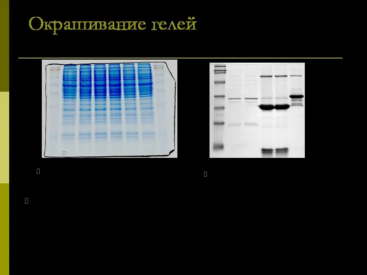 Окрашивание гелей Для визуализации результатов электрофореза чаще всего используют окрашивание