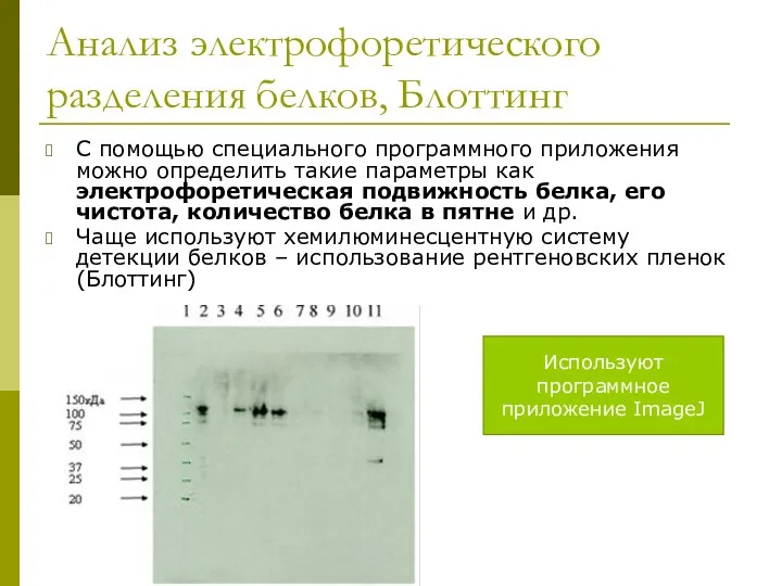 Анализ электрофоретического разделения белков, Блоттинг С помощью специального программного приложения