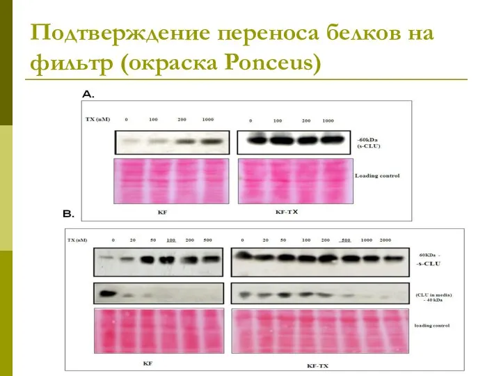Подтверждение переноса белков на фильтр (окраска Ponceus)