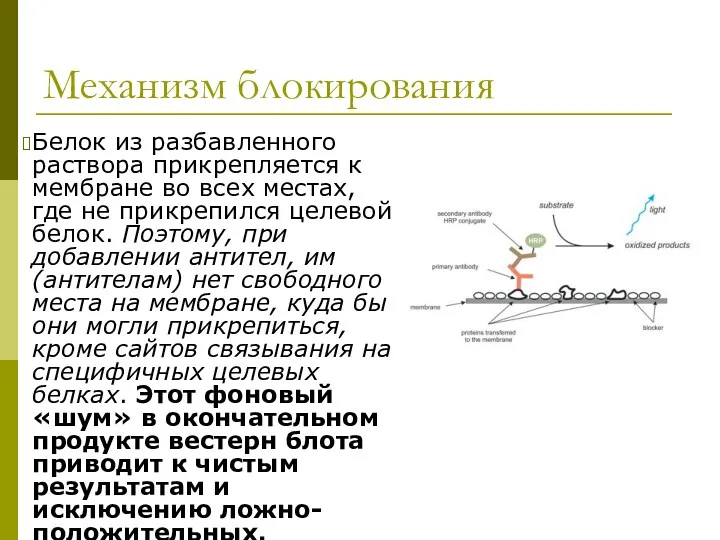 Механизм блокирования Белок из разбавленного раствора прикрепляется к мембране во