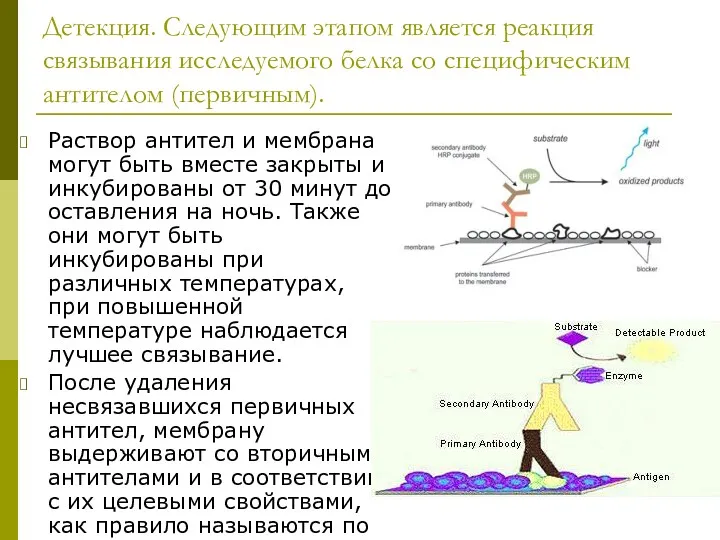 Детекция. Следующим этапом является реакция связывания исследуемого белка со специфическим