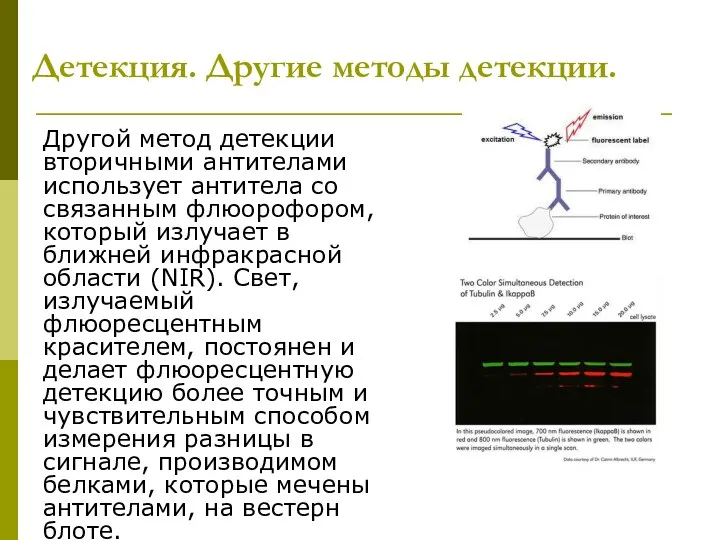 Детекция. Другие методы детекции. Другой метод детекции вторичными антителами использует