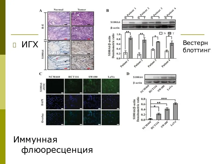 ИГХ Иммунная флюоресценция Вестерн блоттинг