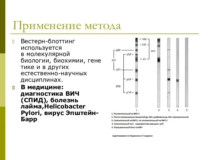 Применение метода Вестерн-блоттинг используется в молекулярной биологии, биохимии, генетике и