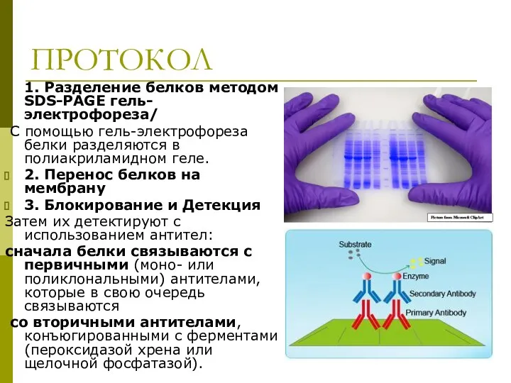 протокол. ПРОТОКОЛ 1. Разделение белков методом SDS-PAGE гель-электрофореза/ С помощью