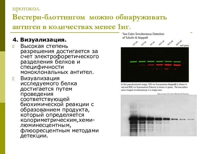 протокол. Вестерн-блоттингом можно обнаруживать антиген в количествах менее 1нг. 4.