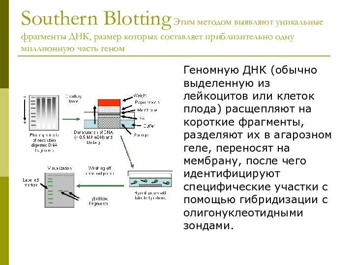 Southern Blotting Этим методом выявляют уникальные фрагменты ДНК, размер которых