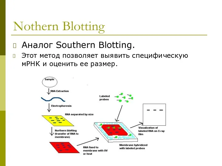 Nothern Blotting Аналог Southern Blotting. Этот метод позволяет выявить специфическую мРНК и оценить ее размер.