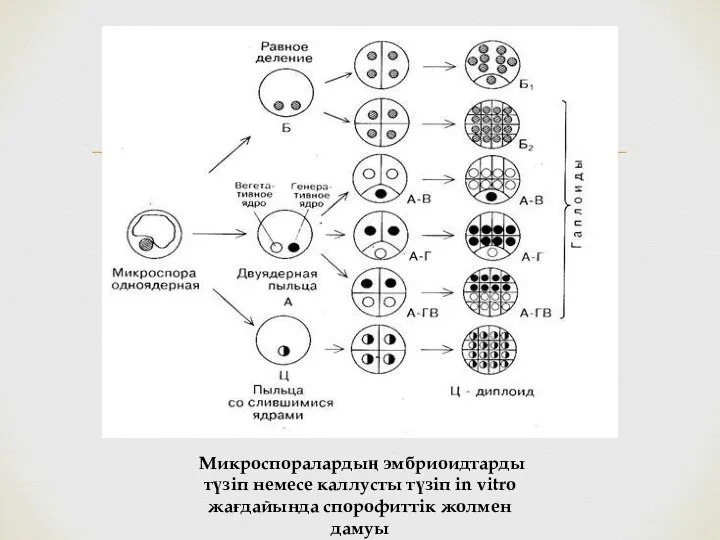 Микроспоралардың эмбриоидтарды түзіп немесе каллусты түзіп in vitro жағдайында спорофиттік жолмен дамуы