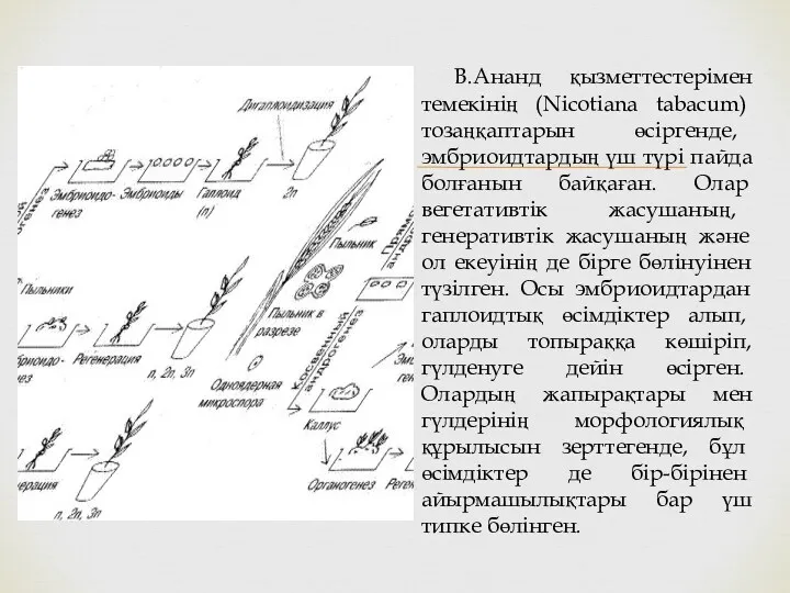 В.Ананд қызметтестерімен темекінің (Nicotiana tabacum) тозаңқаптарын өсіргенде, эмбриоидтардың үш түрі