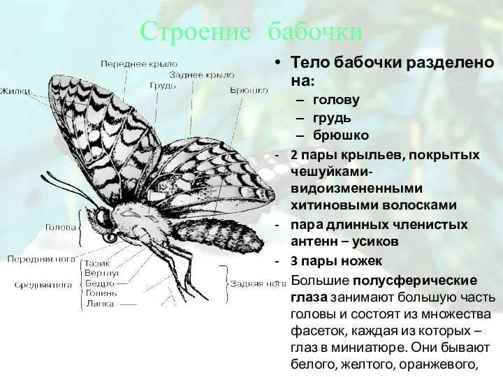 Строение бабочки Тело бабочки разделено на: голову грудь брюшко 2 пары крыльев, покрытых