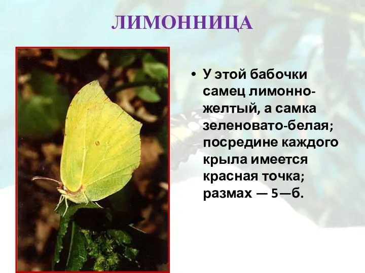 ЛИМОННИЦА У этой бабочки самец лимонно-желтый, а самка зеленовато-белая; посредине